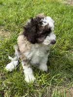 Harley , a female Aussiedoodle and Cavapoo for sale in Ozark, AR – 2 of 3