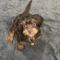 Toy Chocolate Girl, a female Cavapoo for sale in Ozark, AR – Photo 2 of 3