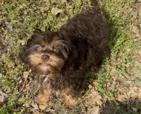 Toy Chocolate Girl, a female Cavapoo for sale in Ozark, AR – 2 of 4