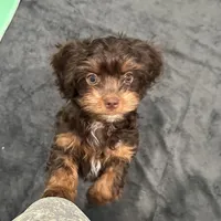 Toy Chocolate Girl, a female Cavapoo for sale in Ozark, AR – Photo 1 of 3