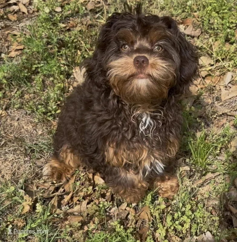 Toy Chocolate Girl – Cavapoo puppy for sale in Ozark, AR