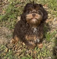 Toy Chocolate Girl, a female Cavapoo for sale in Ozark, AR – 1 of 4