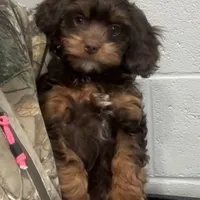 Toy Chocolate Girl, a female Cavapoo for sale in Ozark, AR – Photo 3 of 3