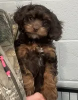 Toy Chocolate Girl, a female Cavapoo for sale in Ozark, AR – Photo 3 of 3