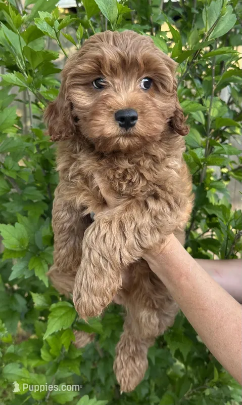 Redman – Cavapoo puppy for sale in Ozark, AR