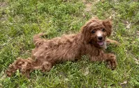 Polly , a female Cavapoo and Cavalier King Charles Spaniel for sale in Ozark, AR – 2 of 7