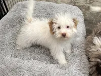 Pistol, a male Aussiedoodle and Cavapoo for sale in Ozark, AR – 2 of 4