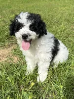 Po , a male Aussiedoodle and Cavapoo for sale in Ozark, AR – 2 of 3