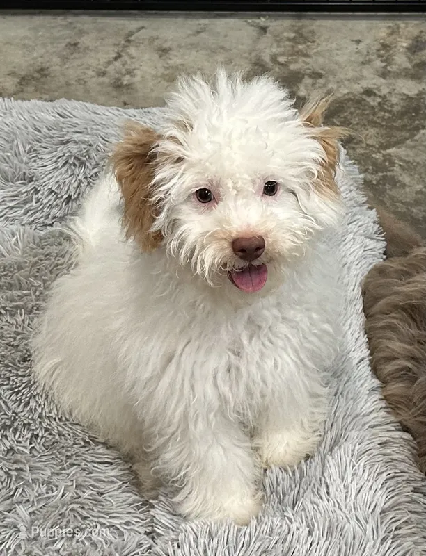 Pistol – Aussiedoodle, Cavapoo puppy for sale in Ozark, AR