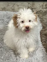 Pistol, a male Aussiedoodle and Cavapoo for sale in Ozark, AR – 1 of 4