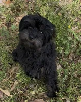 Evie, a female Cavapoo for sale in Ozark, AR – 2 of 5