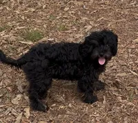 Evie, a female Cavapoo for sale in Ozark, AR – 5 of 5