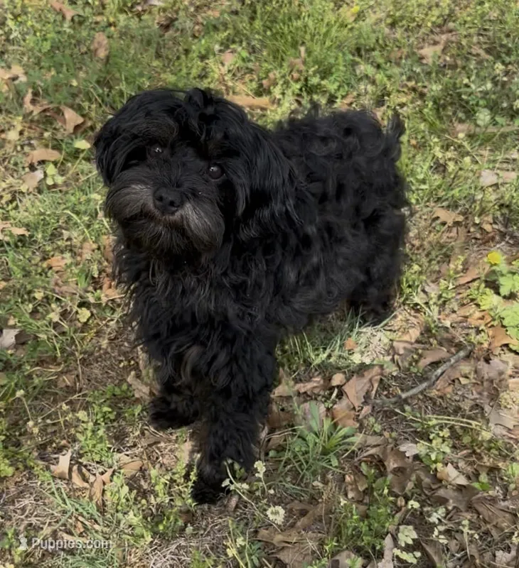 Evie – Cavapoo puppy for sale in Ozark, AR