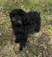 Evie, a female Cavapoo for sale in Ozark, AR – 4 of 5