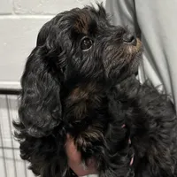 Evie, a female Cavapoo for sale in Ozark, AR – Photo 4 of 4