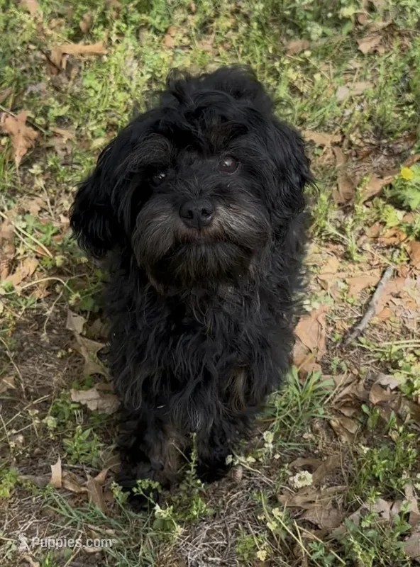 Evie – Cavapoo puppy for sale in Ozark, AR