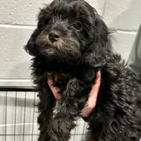 Evie, a female Cavapoo for sale in Ozark, AR – Photo 2 of 4