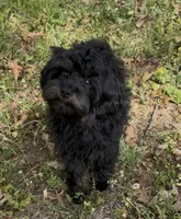 Evie, a female Cavapoo for sale in Ozark, AR – 3 of 5