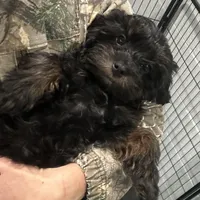 Evie, a female Cavapoo for sale in Ozark, AR – Photo 1 of 4