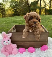 Tiny Totsie, a female Cavapoo and Cavalier King Charles Spaniel for sale in Ozark, AR – Photo 4 of 4