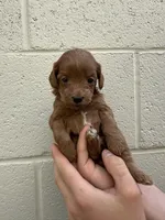 Tiny Totsie, a female Cavapoo and Cavalier King Charles Spaniel for sale in Ozark, AR – Photo 3 of 3