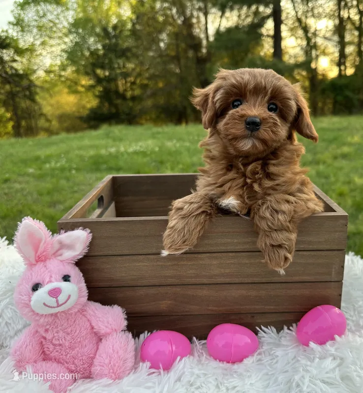 Tiny Totsie – Cavapoo, Cavalier King Charles Spaniel puppy for sale in Ozark, AR