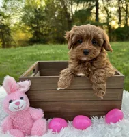 Tiny Totsie, a female Cavapoo and Cavalier King Charles Spaniel for sale in Ozark, AR – Photo 3 of 4