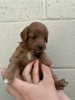 Tiny Totsie, a female Cavapoo and Cavalier King Charles Spaniel for sale in Ozark, AR – Photo 2 of 3