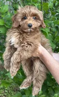 Tiny Totsie, a female Cavapoo and Cavalier King Charles Spaniel for sale in Ozark, AR – Photo 1 of 4