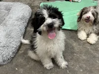 Po , a male Aussiedoodle and Cavapoo for sale in Ozark, AR – 1 of 5