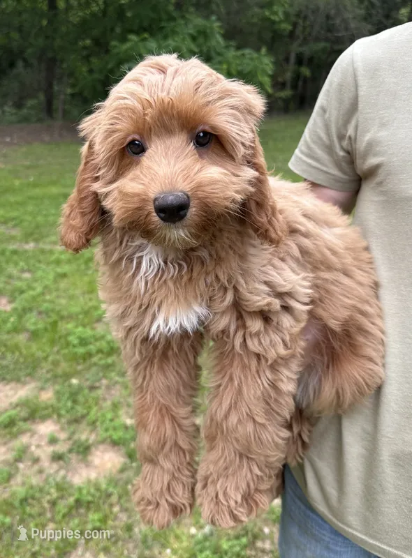 Sunny – Cavapoo, Cavalier King Charles Spaniel puppy for sale in Ozark, AR