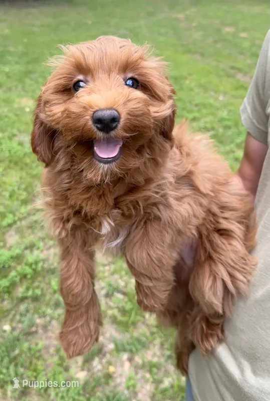 Toy Girl – Cavapoo, Cavalier King Charles Spaniel puppy for sale in Ozark, AR