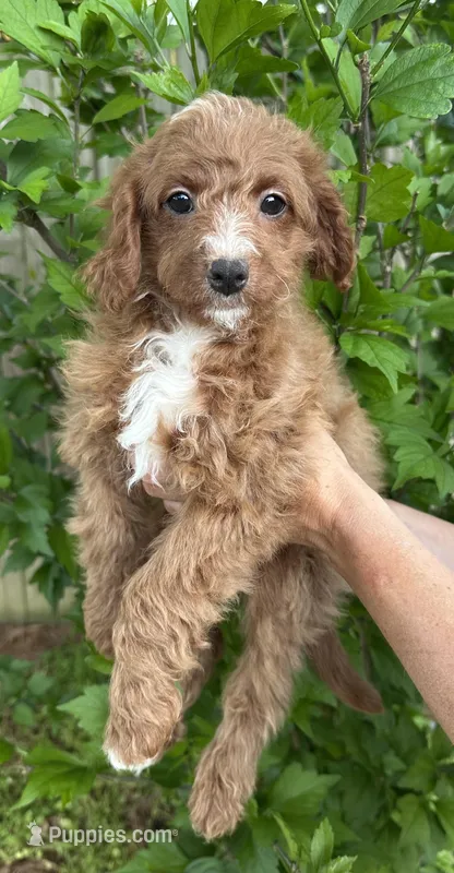 Polly  – Cavapoo, Cavalier King Charles Spaniel puppy for sale in Ozark, AR