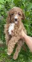 Polly , a female Cavapoo and Cavalier King Charles Spaniel for sale in Ozark, AR – Photo 1 of 4