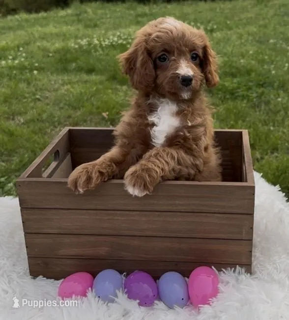 Polly  – Cavapoo, Cavalier King Charles Spaniel puppy for sale in Ozark, AR