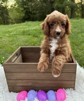 Polly , a female Cavapoo and Cavalier King Charles Spaniel for sale in Ozark, AR – Photo 3 of 4