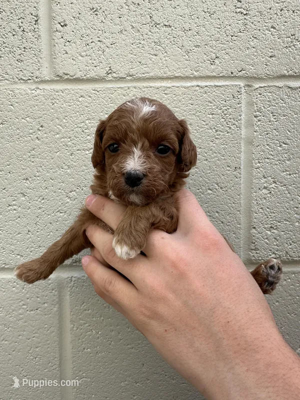 Polly  – Cavapoo, Cavalier King Charles Spaniel puppy for sale in Ozark, AR