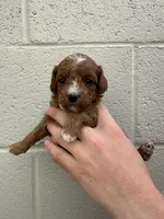 Polly , a female Cavapoo and Cavalier King Charles Spaniel for sale in Ozark, AR – Photo 4 of 4