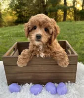 Toy Curly Girl, a female Cavapoo and Cavalier King Charles Spaniel for sale in Ozark, AR – Photo 1 of 2