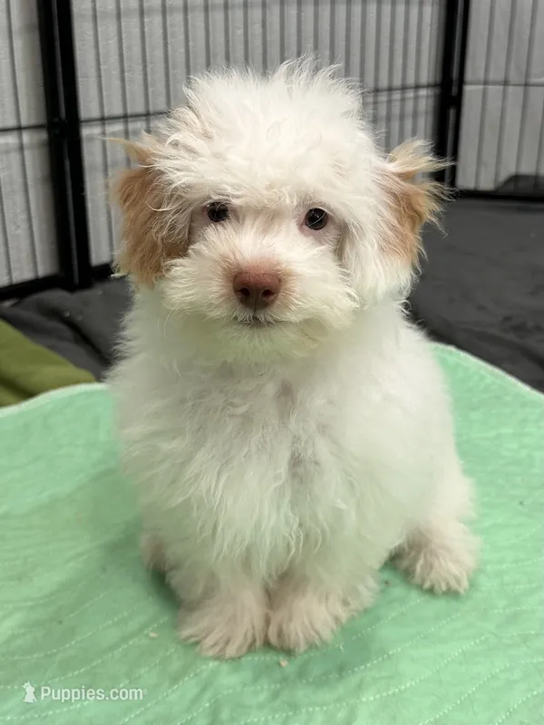 Pistol – Aussiedoodle, Cavapoo puppy for sale in Ozark, AR