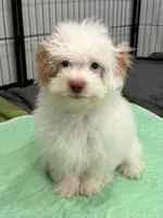 Pistol, a male Aussiedoodle and Cavapoo for sale in Ozark, AR – 1 of 4