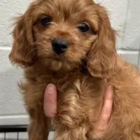Duke, a male Cavapoo for sale in Ozark, AR – Photo 4 of 6