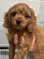 Duke, a male Cavapoo for sale in Ozark, AR – Photo 4 of 6