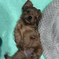 Duke, a male Cavapoo for sale in Ozark, AR – Photo 5 of 6