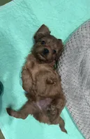 Duke, a male Cavapoo for sale in Ozark, AR – Photo 5 of 6