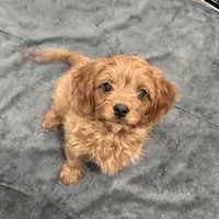 Duke, a male Cavapoo for sale in Ozark, AR – Photo 3 of 6