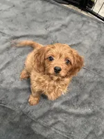 Duke, a male Cavapoo for sale in Ozark, AR – Photo 3 of 6