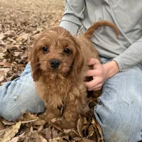 Duke, a male Cavapoo for sale in Ozark, AR – Photo 2 of 6