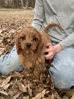 Duke, a male Cavapoo for sale in Ozark, AR – Photo 2 of 6