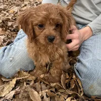 Duke, a male Cavapoo for sale in Ozark, AR – Photo 1 of 6